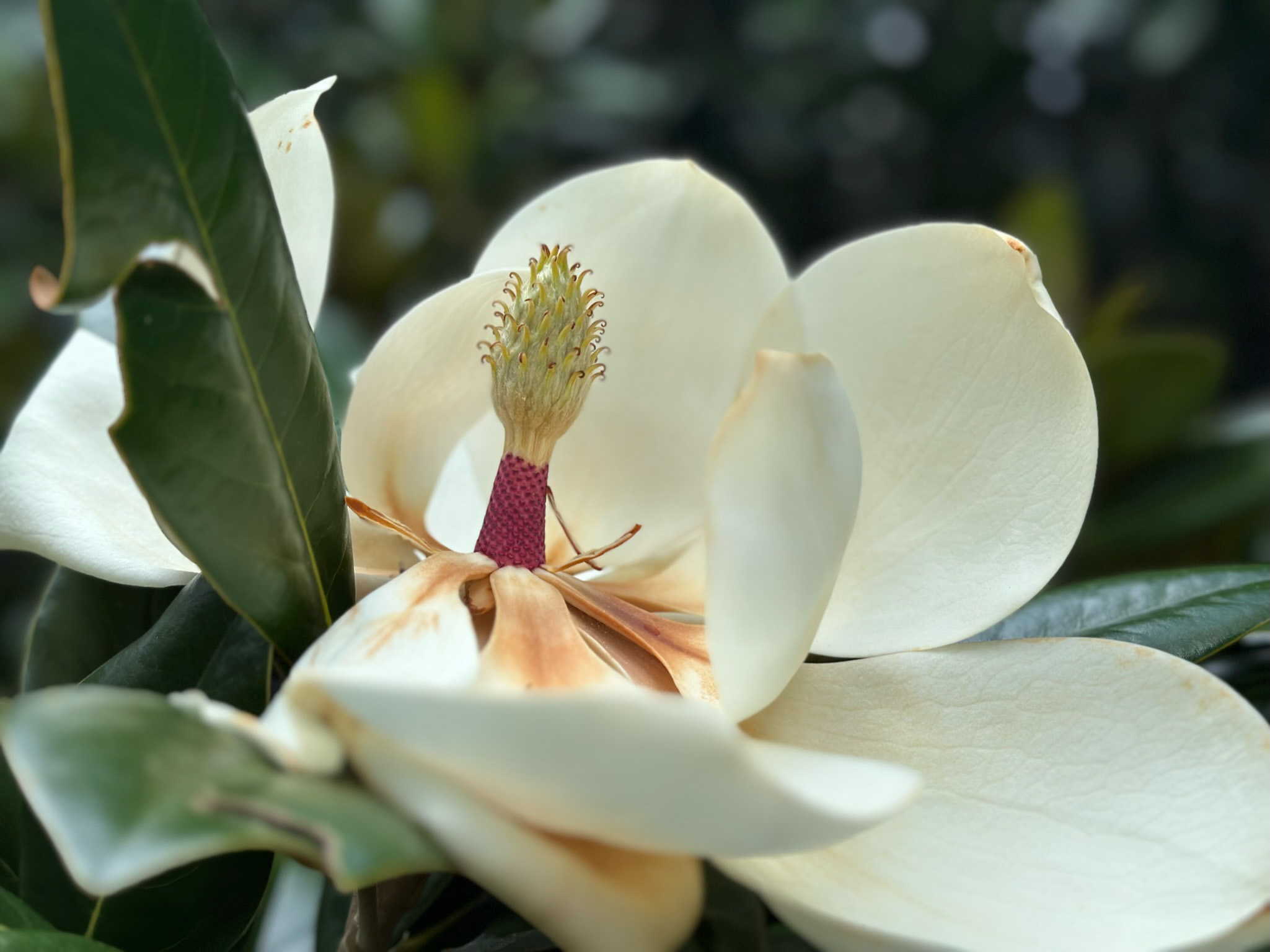 magnolia-flower