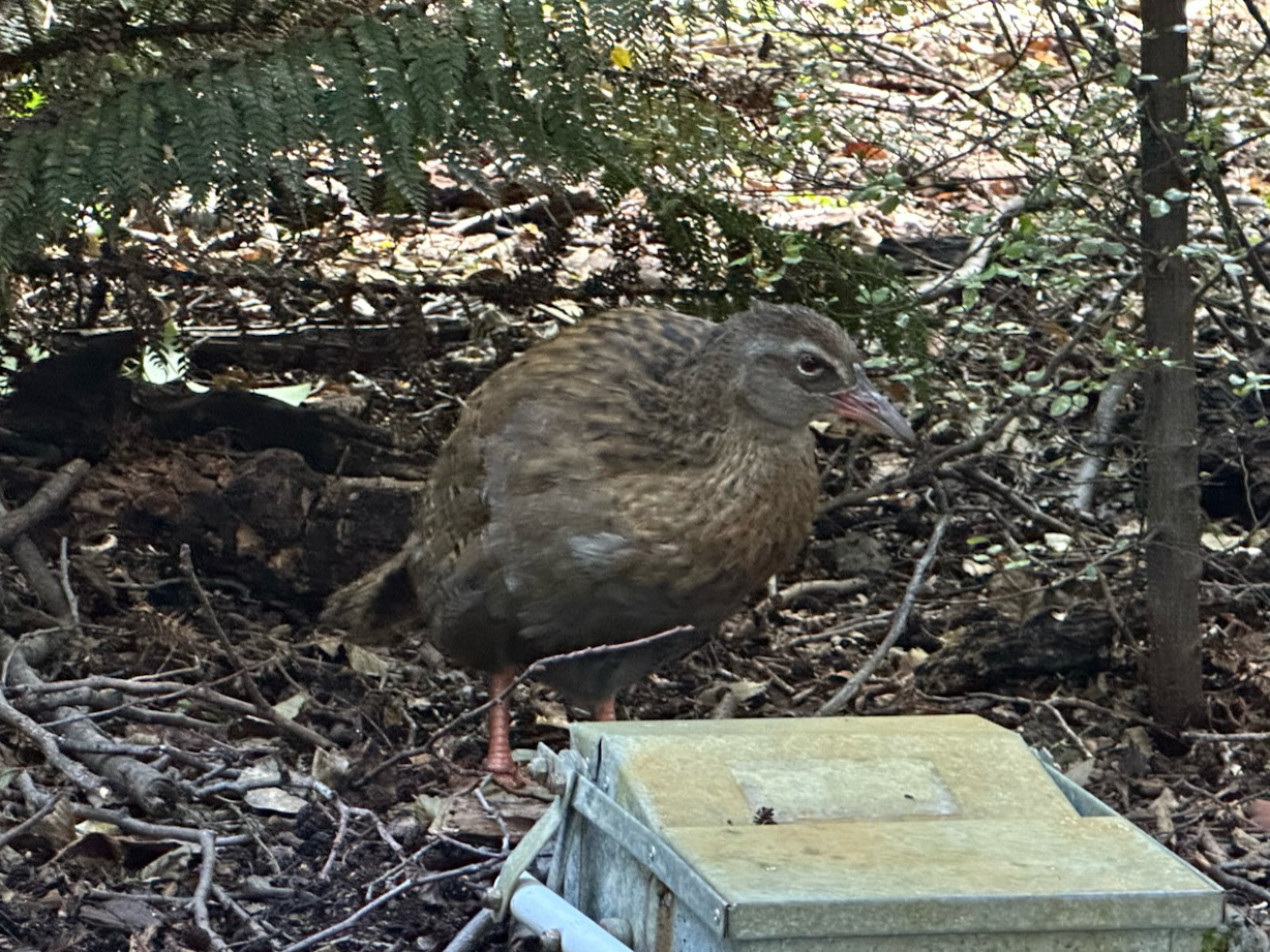 ground-bird