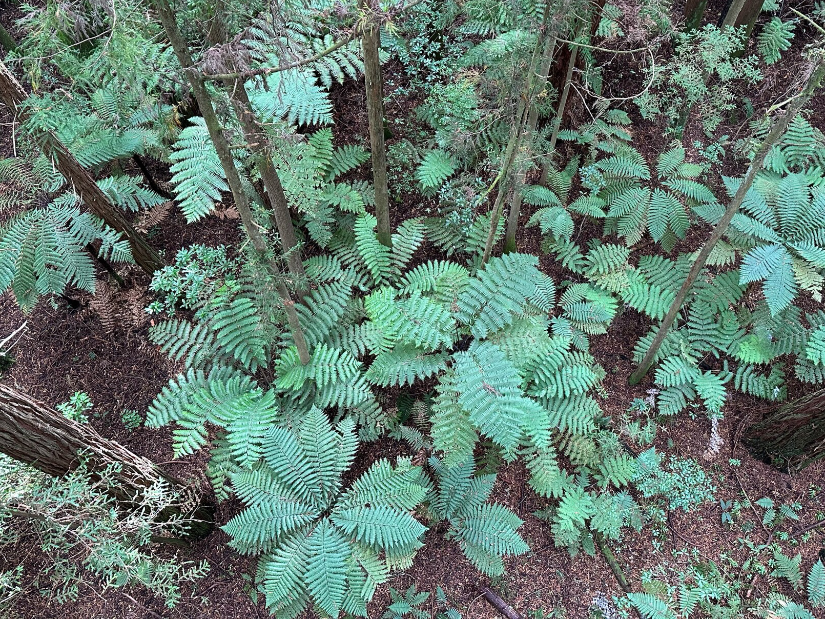 ferns